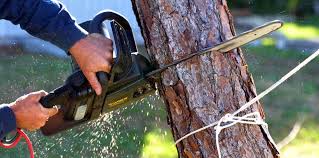 Reliable Haviland, NY Tree Care Solutions
