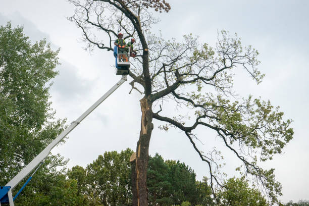 How Our Tree Care Process Works  in  Haviland, NY